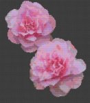 (image for) Pink Camellia